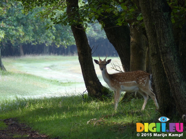 FZ019674 Fallow deer (Dama dama) in woods